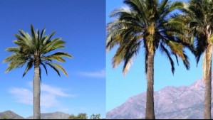 Palma chilena obtiene categoría de mayor protección a nivel mundial: 'Su comercio queda estrictamente restringido'