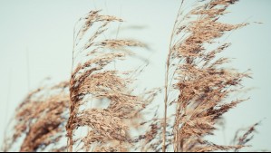 Alcanzarían hasta los 100 km/h: Jet de bajo nivel provocará potentes vientos en esta región