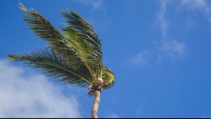 Anuncian más vientos en el litoral de la zona central: 'Atención con el manejo del fuego porque se resecará el ambiente'