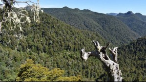 El árbol más viejo del mundo está en este parque de Chile: Tiene más de 5 mil años y está en medio de hermosos bosques