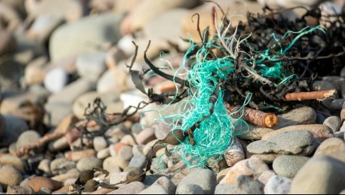 'Existe un riesgo creciente': Nuevo estudio revela la presencia de microplásticos en humedales del Biobío
