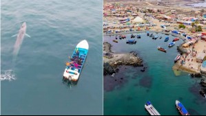 Avistamiento de ballenas en el norte de Chile: Así puedes llegar en transporte público desde La Serena