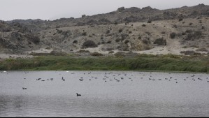 Desembocadura del río Huasco es reconocido como Humedal Urbano: Suman 140 a nivel nacional