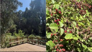 Pozones, recolección de moras y desconexión: Este es el 'sendero perfecto para ir de paseo en familia' en Viña del Mar