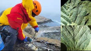 Bosques soportaron la glaciación antártica por millones de años: Hallan nueva evidencia fósil en el continente blanco