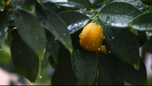 Pronóstico oficial de lluvias en Chile: Sólo en estas pocas localidades esperan chubascos este primer lunes de verano