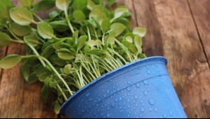 Cocinero revela sus trucos para mantener una planta de albahaca 'sana y brutal': Luz, riego y poda