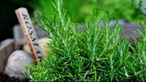 Adiós a los malos olores: Refresca y perfuma el hogar con un aromatizante natural de romero y arroz