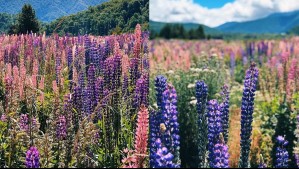 'Un espectáculo natural impresionante': Hasta esta fecha durará la temporada de lupinos en Malalcahuello