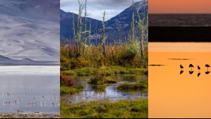 Concurso de mejores fotos de los humedales de Chile: El gran premio fue para la imagen de este Cisne Coscoroba en vuelo