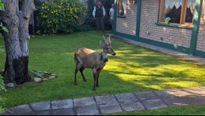 La travesía del huemul chileno que sorprendió a residentes de una ciudad argentina: Ya está en un área protegida