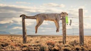 'Una intensa batalla entre los humanos y la vida silvestre': Chileno gana premio por esta impactante fotografía