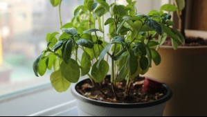 Cultiva plantas aromáticas en maceta: Recomendaciones para que 'no se te mueran a los dos meses'