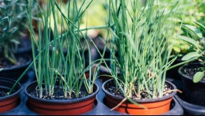 Así puedes cultivar ciboulette en casa: Esto debes hacer para tener la hierba aromática todo el año