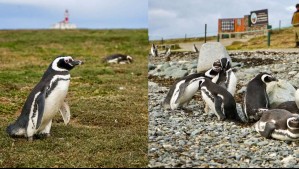 Temporada de pingüinos en Chile: Conoce este santuario ubicado a solo 35 kilómetros de Punta Arenas