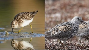 Las increíbles aves migratorias que llegan a las costas en verano: Así son los 'playeros' de Chile