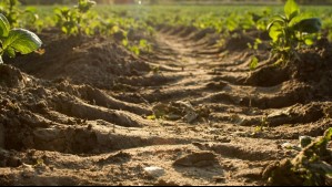 Todo esto puedes sembrar en enero: Estas son las 'plantas ideales' para la temporada