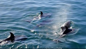De Santiago a Chañaral de Aceituno: ¿Cuánto cuesta ver ballenas y delfines este verano?