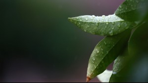 Sólo en estas pocas localidades esperan chubascos ocasionales este lunes 12 de enero: Pronóstico oficial
