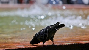 'Un clima cada vez más cálido' en Chile: El 2025 cerró con déficit de precipitaciones y más de 100 olas de calor