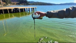 'Ha perdido su capacidad para recuperarse por sí mismo': Qué se sabe sobre la crisis ecológica en el lago Vichuquén