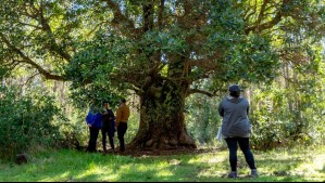 Su origen se remonta a más de 100 millones de años y ahora está en peligro: 'Solo quedan poblaciones restringidas'