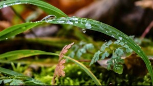 'Genera más humedad y muchas veces moja la vegetación': Este fenómeno será un 'ralentizador' para los incendios