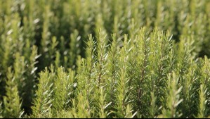 'A 9 de cada 10 personas se les muere su planta de romero': Estos son los errores básicos que debes evitar