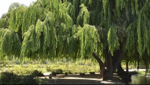 Panorama gratuito en Santiago: Este parque tiene una isla con bosque de bambú y un laberinto natural de 1400 metros
