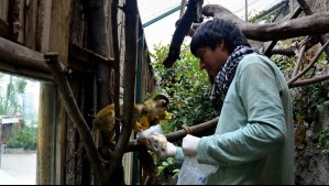 Cómo adquirir las entradas gratuitas para visitar el zoológico del Parque Metropolitano de Santiago: Paso a paso