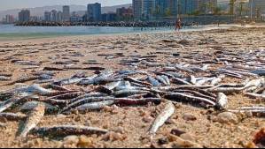 Reportan varamiento masivo de anchovetas en Antofagasta: ¿Por qué ocurre esto?