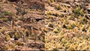 Lluvias estivales provocaron la aparición de 14 guanacos en el Parque Nacional Volcán Isluga: Inédito avistamiento