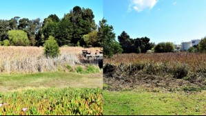 Región de Valparaíso celebra un nuevo humedal urbano: El Bato es hogar de múltiples especies