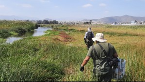Ceaza celebra el Día Mundial de los Humedales 2026 con un evento La Serena: Esta es la agenda