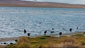 Reportan remoción de 90% del aceite derramado en el Lago Chungará: Este fue el impacto ecológico