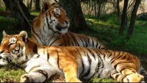 Bioparque Educativo Quillón: Conoce cuánto cuesta visitar este refugio de vida silvestre en el corazón de Ñuble