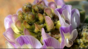 Instagram @santuariogotadeleche