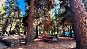 Naturaleza y descanso: Descubre los atractivos turísticos del Camping El Bosque en la región del Maule