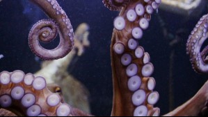 Graneledone sellanesi: Esta es la nueva especie de pulpo cuyo nombre rinde honor a académico chileno