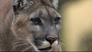 Invitado inesperado: El impactante registro de un puma en el camping central de las Torres del Paine