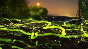 'Presenciar esto es un verdadero privilegio': Las impresionantes fotografías de escarabajos bioluminiscentes en Pucón