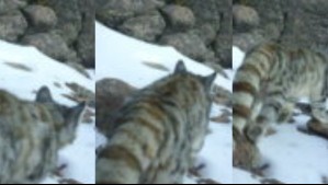 En fotos: Registran a una de las especies más amenazadas de Chile en el interior del Parque Nacional Volcán Isluga