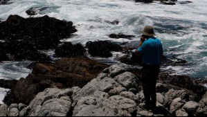 'Hay algo que no está dentro de los parámetros habituales': Ballenas varadas y tiburones revelan un cambio en el litoral