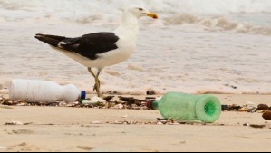 Científicos de la Basura