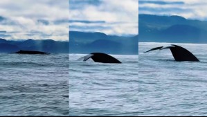 'La naturaleza te regala un momento mágico': Turistas captan en video a ballena azul en el sur de Chile