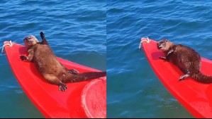 Tierno chungungo se robó la atención de esta playa en Valparaíso: 'Es poco común avistarlo tan cerca'