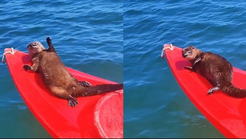 Tierno chungungo se robó la atención de esta playa en Valparaíso: 'Es poco común avistarlo tan cerca'