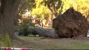 Rachas alcanzaron los 54 km/h: ¿Por qué se generaron los vientos que habrían derribado el árbol en Parque Italia?
