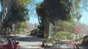Fuertes vientos derriban otro árbol en Valparaíso: Esta combinación de fenómenos generó 'brisas más intensas'
