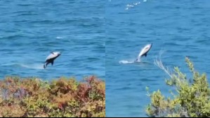 Captan en video a un delfín chileno que 'saluda frente a la costa': ¿Dónde es posible avistar a esta especie?